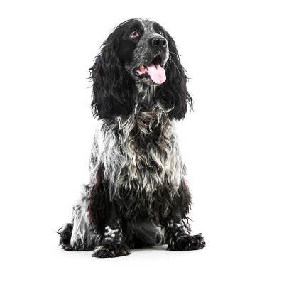 可卡犬小狗