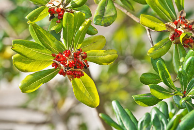 Pittosporum tobira