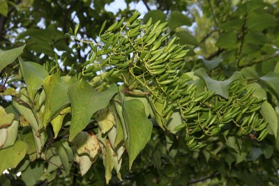 北Catalpa