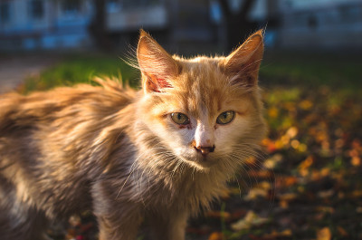 流浪的长毛猫的肖像