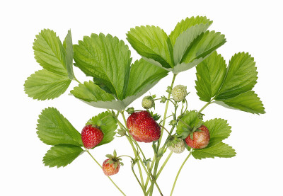 花园里一丛孤立的草莓