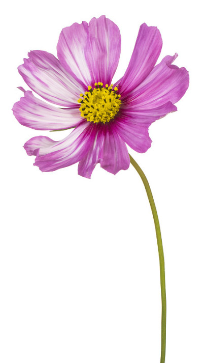 花孤立