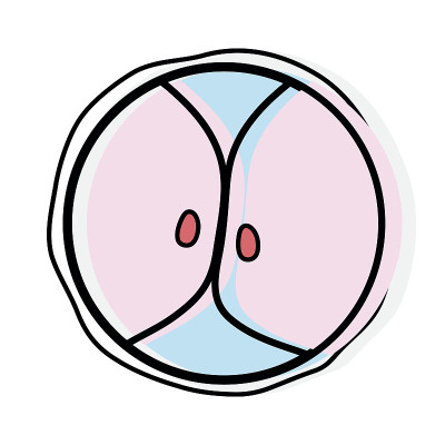 生物学遗传胚胎细胞分裂