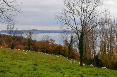 Bolsena lake(意大利语)