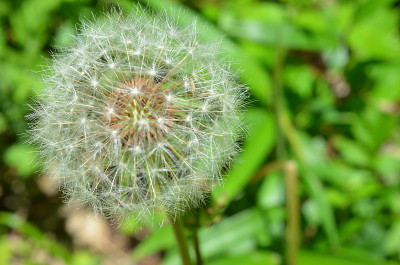 濒危物种蒲公椿，横滨，神奈川县公园，日本