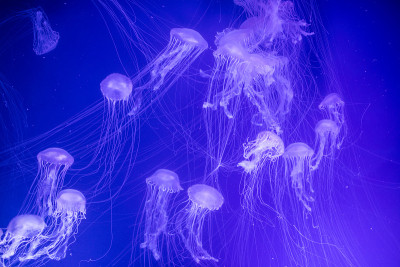 水母在水族馆里游泳