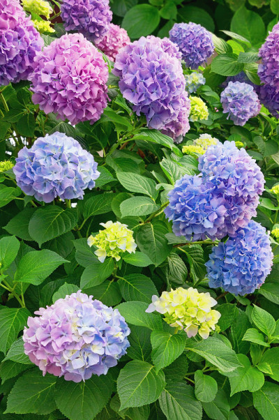 绣球花在花园里
