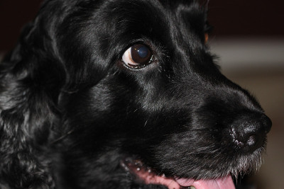 可卡犬单身