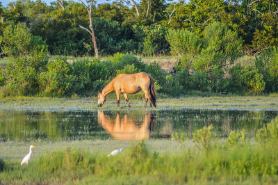 Chincoteague / Assateague岛野马