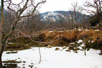 一个阳光明媚的日子在马纳利与苹果树在前景和白雪覆盖的山在背景。