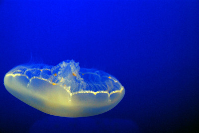 水母在水族馆
