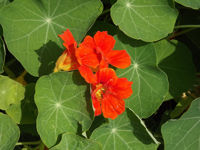 花