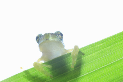青蛙,叶