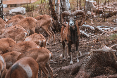 Mouflon (Ovis orientalis)特写照片