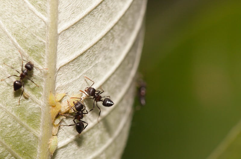 Aphid-Herding蚂蚁