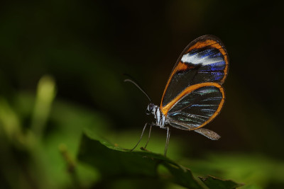 Mariposa