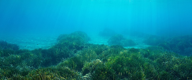 地中海海底有海草