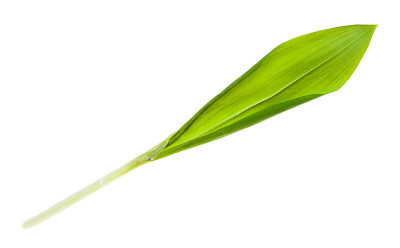 新鲜野生大蒜(ramson)孤立芽