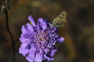 蝴蝶坐花
