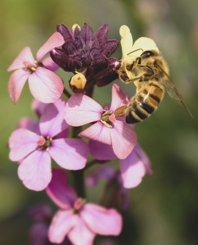 蜜蜂