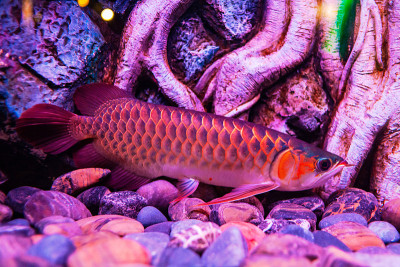 印度尼西亚红血龙鱼在近距离观察水族馆