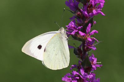 Piéride du chou -大白菜花(Pieris brassicae)。