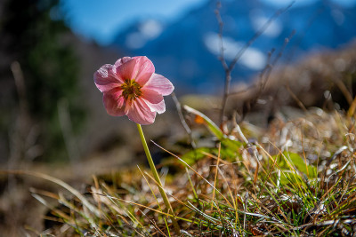 Helleborus