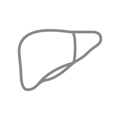 人类肝脏线图标。健康内脏符号