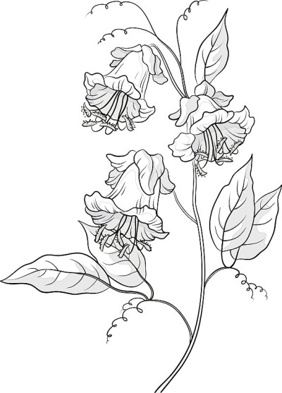 花科比,轮廓