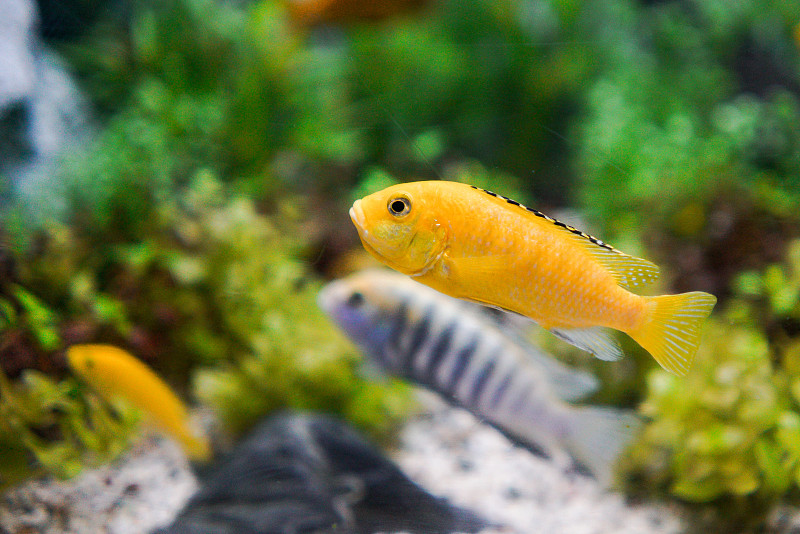 黄色的鱼在水族馆游泳