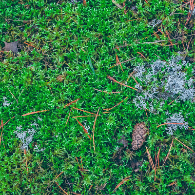 森林中茂盛的苔藓