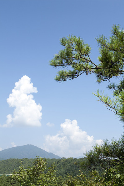 天空,主要,松树