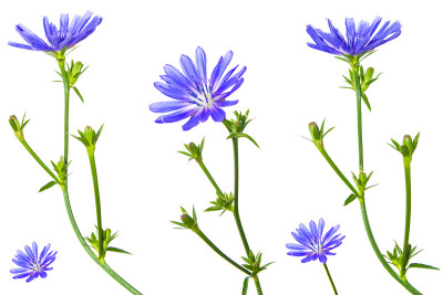 菊苣花
