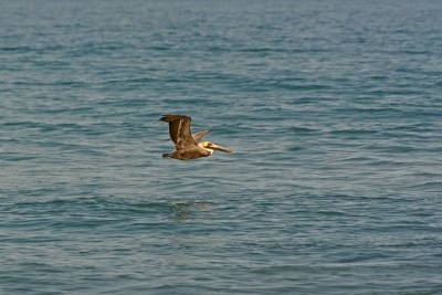 棕鹈鹕在卫星海滩的海浪上低空掠过