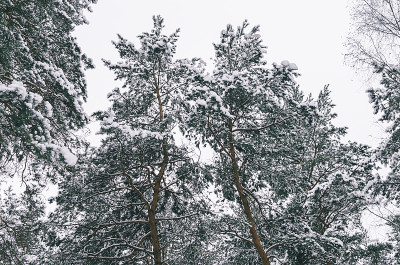 树木在雪