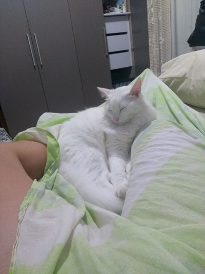 土耳其安哥拉猫-睡觉
