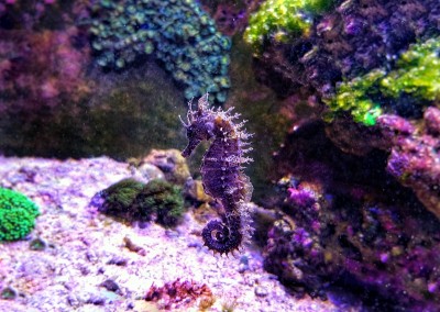 咸水水族缸中地中海海马的剖面图-口状海马