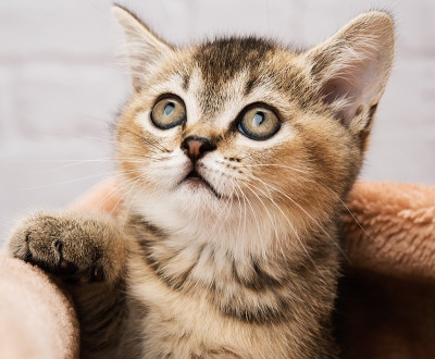 小猫金扁栗鼠