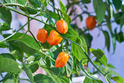 哈瓦那辣椒植物，以新鲜、成熟的哈瓦那辣椒为特色，随时可以采摘