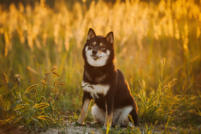 美丽的年轻黑柴犬和谭柴犬坐在户外草地上