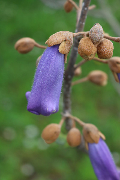 特写泡桐紫花