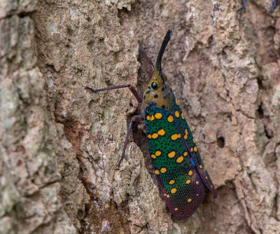 Fulgorid bug,灰飞虱