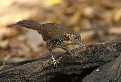 大型Scimitar-babbler