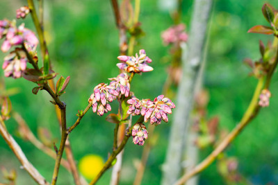 蓝莓的小花