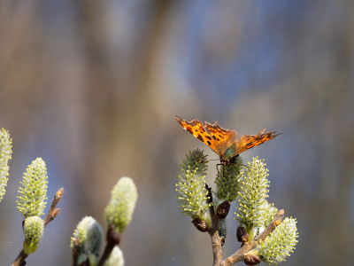 Comma butterfly (Polygonia c-album) feeding on cat