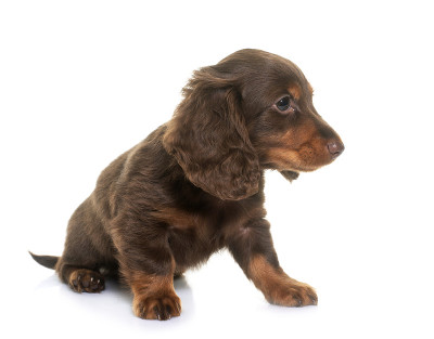 长头发的小猎犬