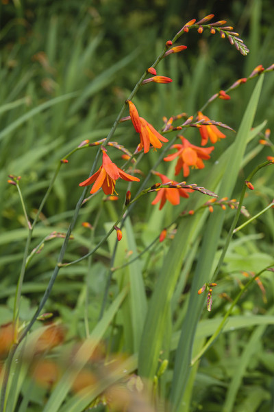 Crocosmia红花