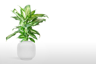Dieffenbachia seguine，也被称为dumbcane是Dieffenbachia n