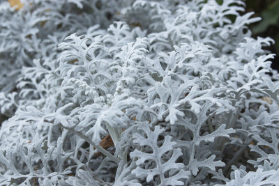 来自Asteraceae科的Jacobaea maritima被错误地称为Senecio ciner