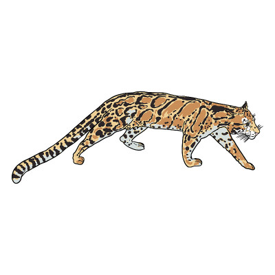 豹，野猫肖像。手绘云豹素描。向量。